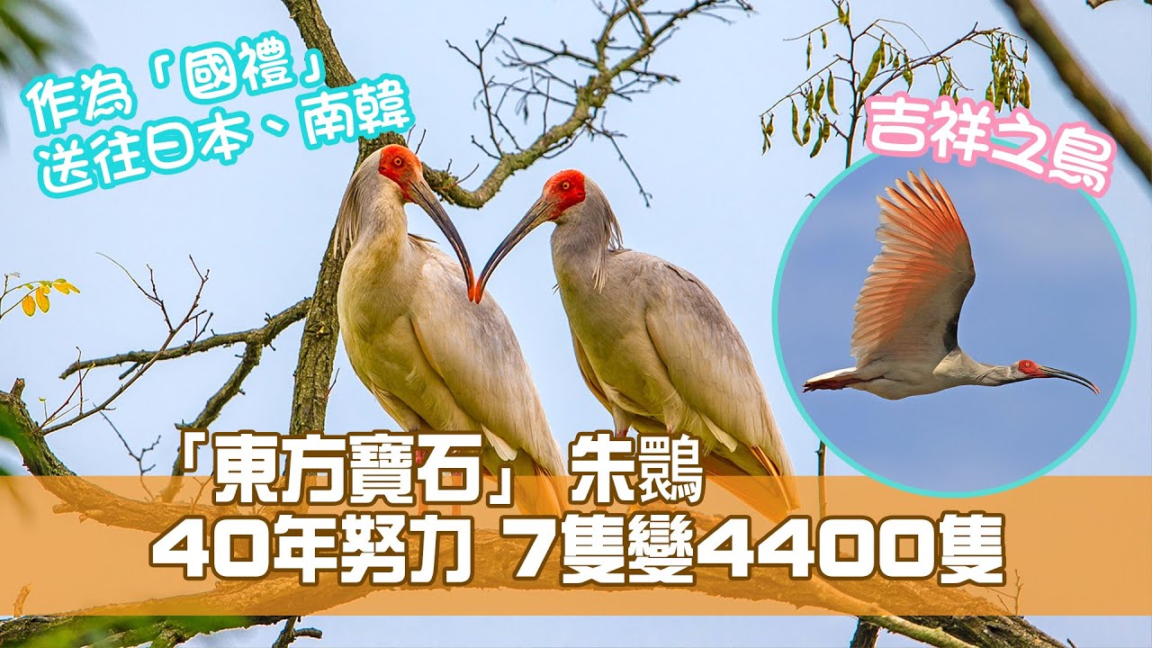 十大中國瀕危動物：「東方寶石」朱