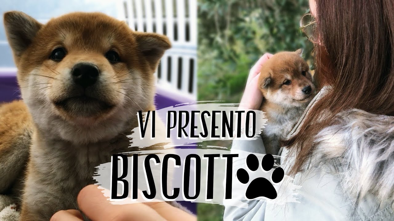 VADO A PRENDERE BISCOTTO! - Cucciolo di Shiba Inu 🐕♥️