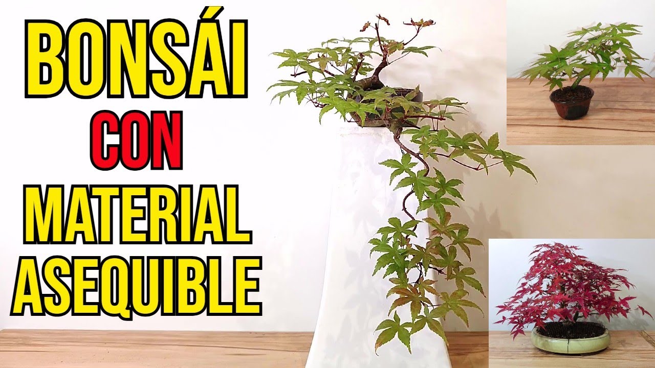 ✅Cómo Hacer un BONSÁI de Arce Palmatum con Material Asequible.