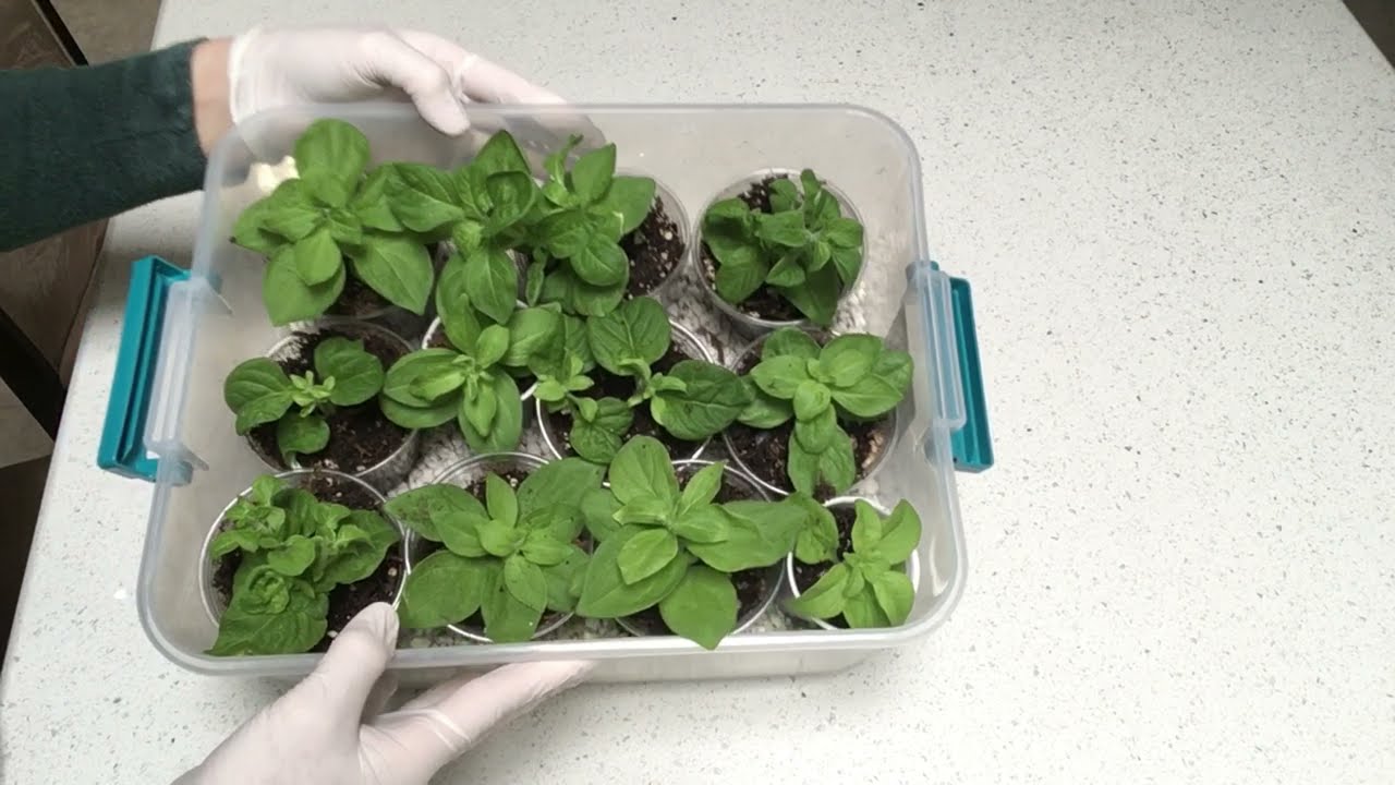 Петунии. Как укоренить черенки осенью и Как сохранить укоренённые черенки зимой.