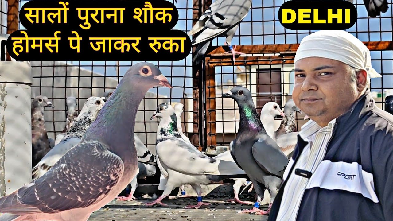 सालो पुराना शौक रेसर होमर्स पे जाकर रुका । Delhi Racer Homers Of Sameer Bhai