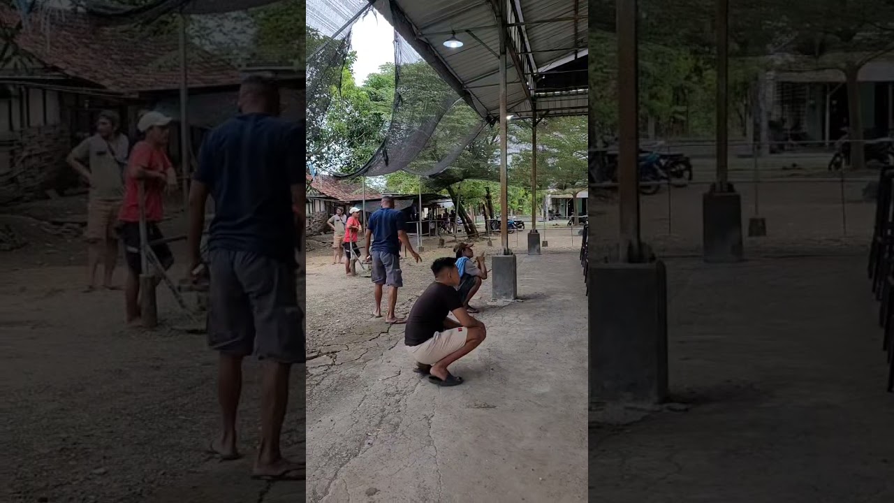 miris tenan cucak ijo disini