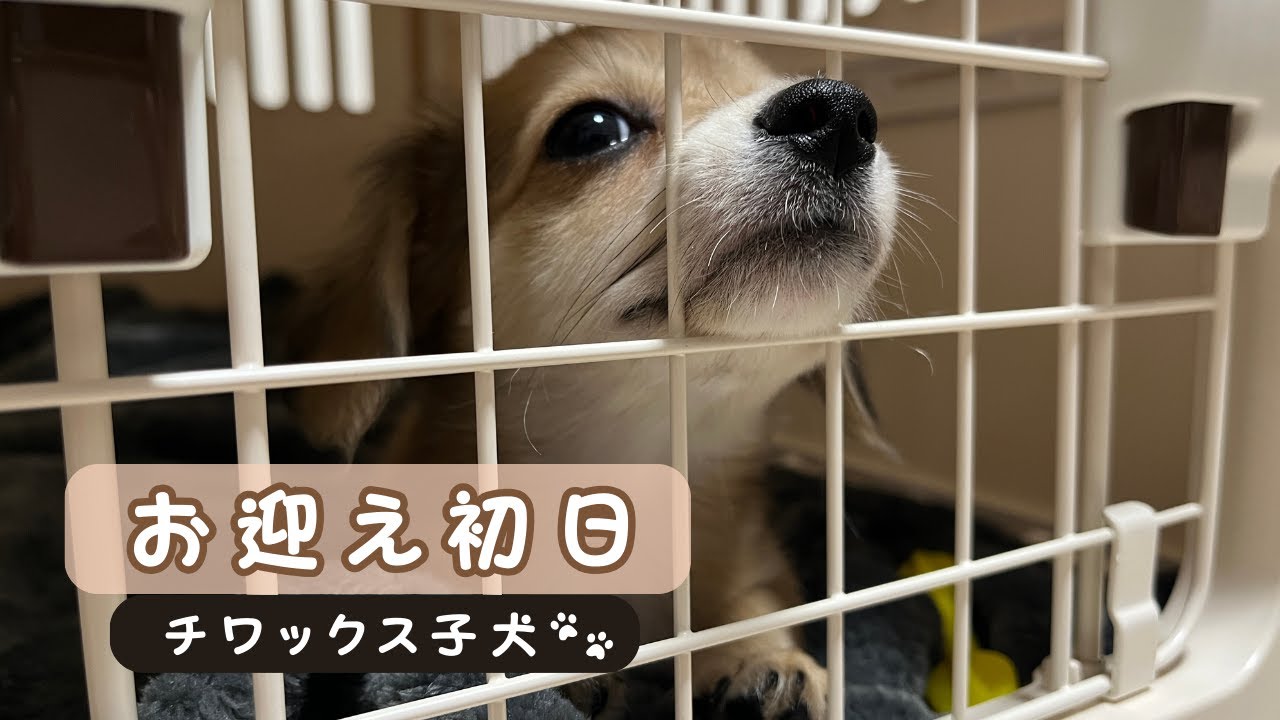 【お迎え初日】チワックスの子犬をお迎えしました！