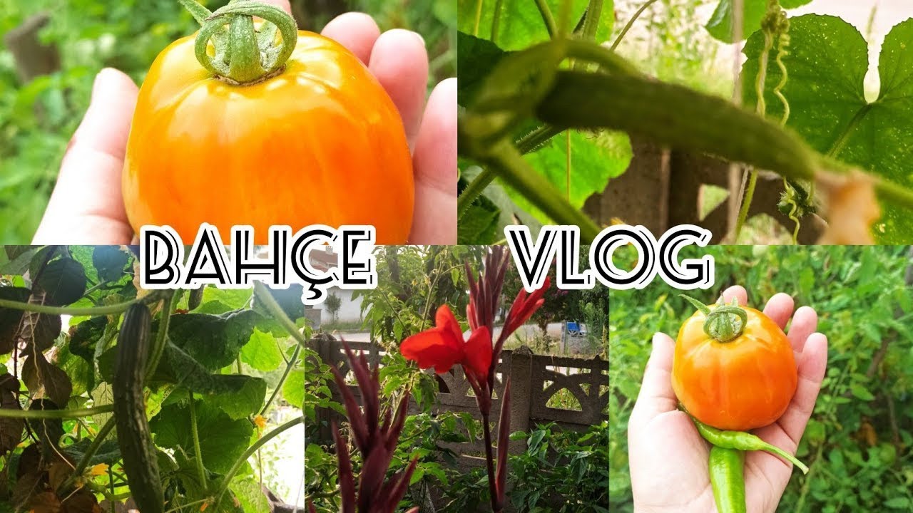 Bahçe Vlog 🍀 Sebzelerimde Son Durum / Sessiz Vlog Şehirden Sonra Köy Hayatı 🤗