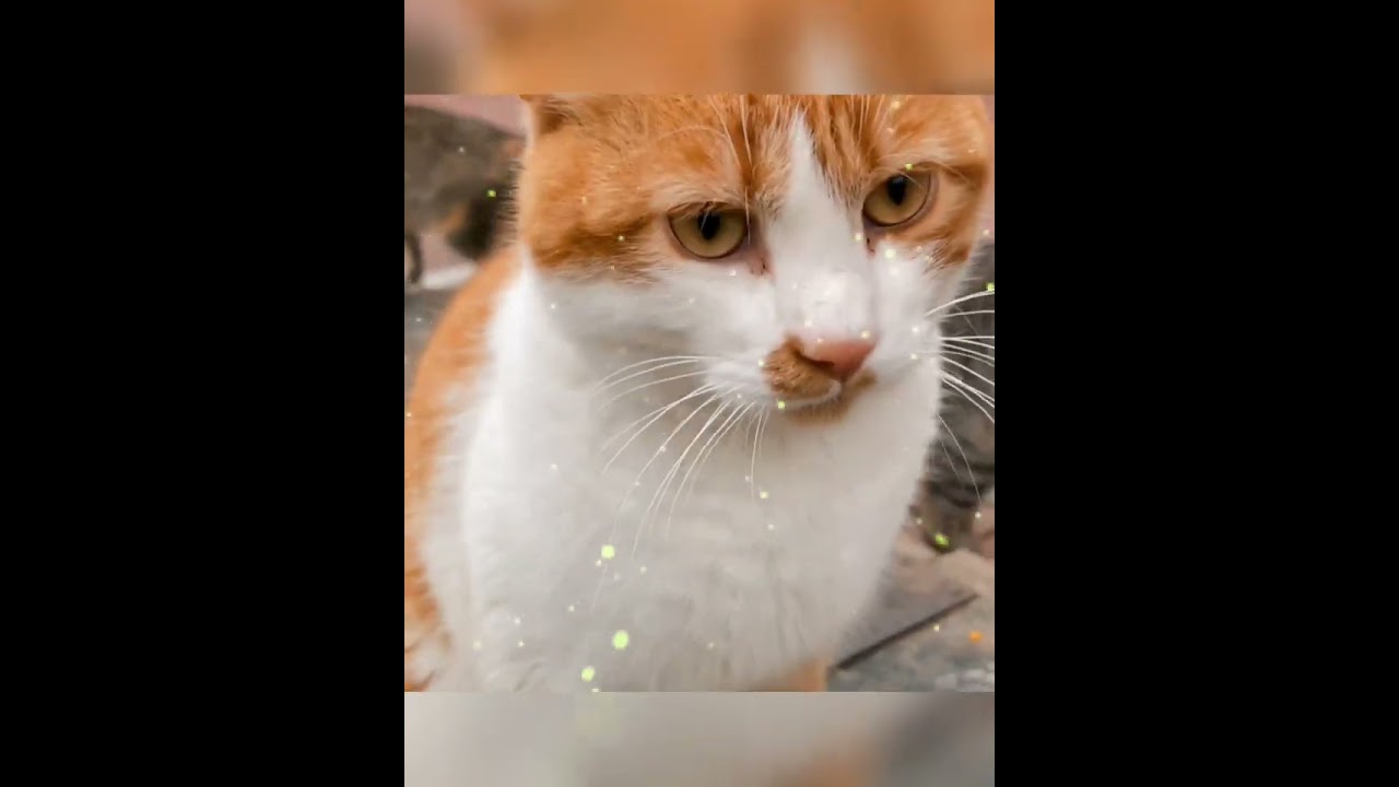 Mighty cats 777 channel specialized in publishing videos of cats of all kinds .... funny cats