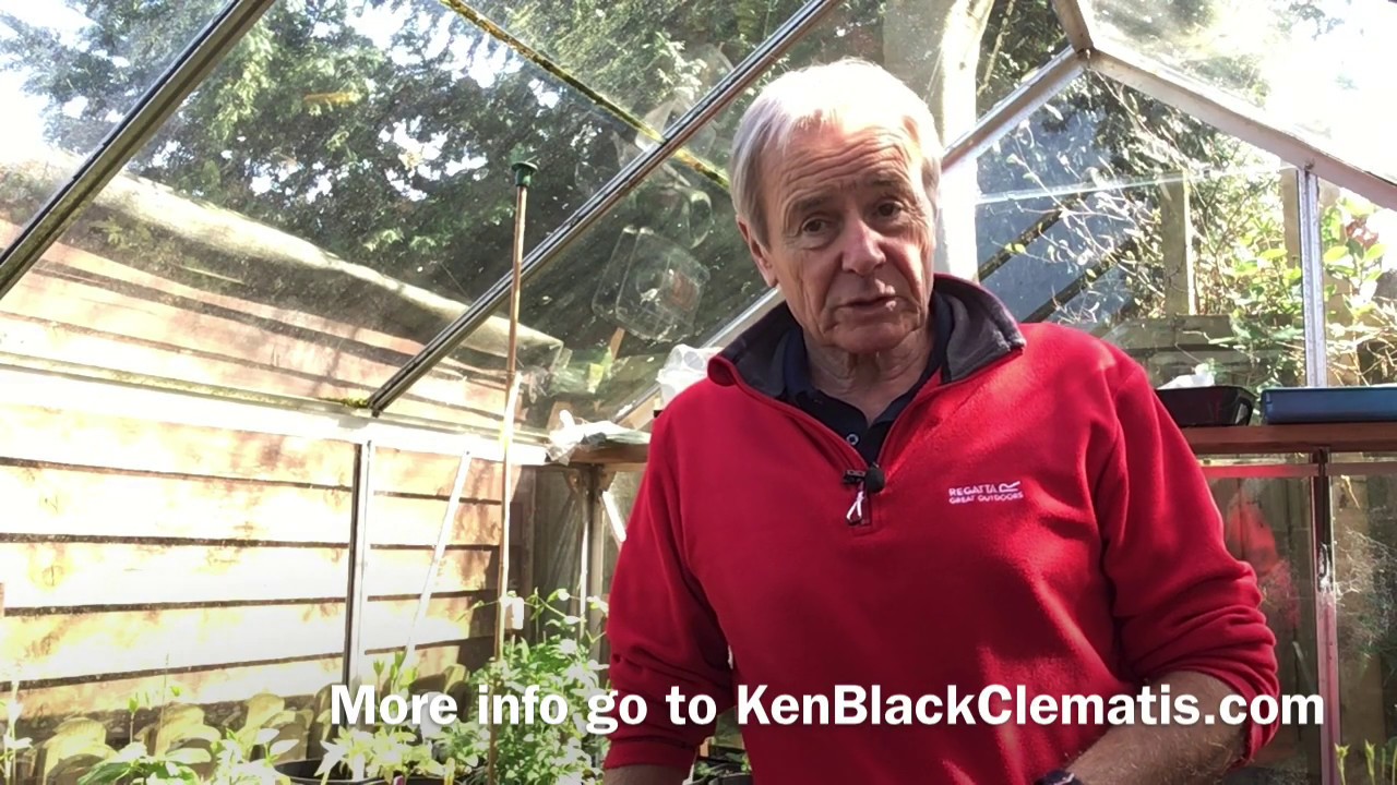 Taking softwood cuttings (part one)