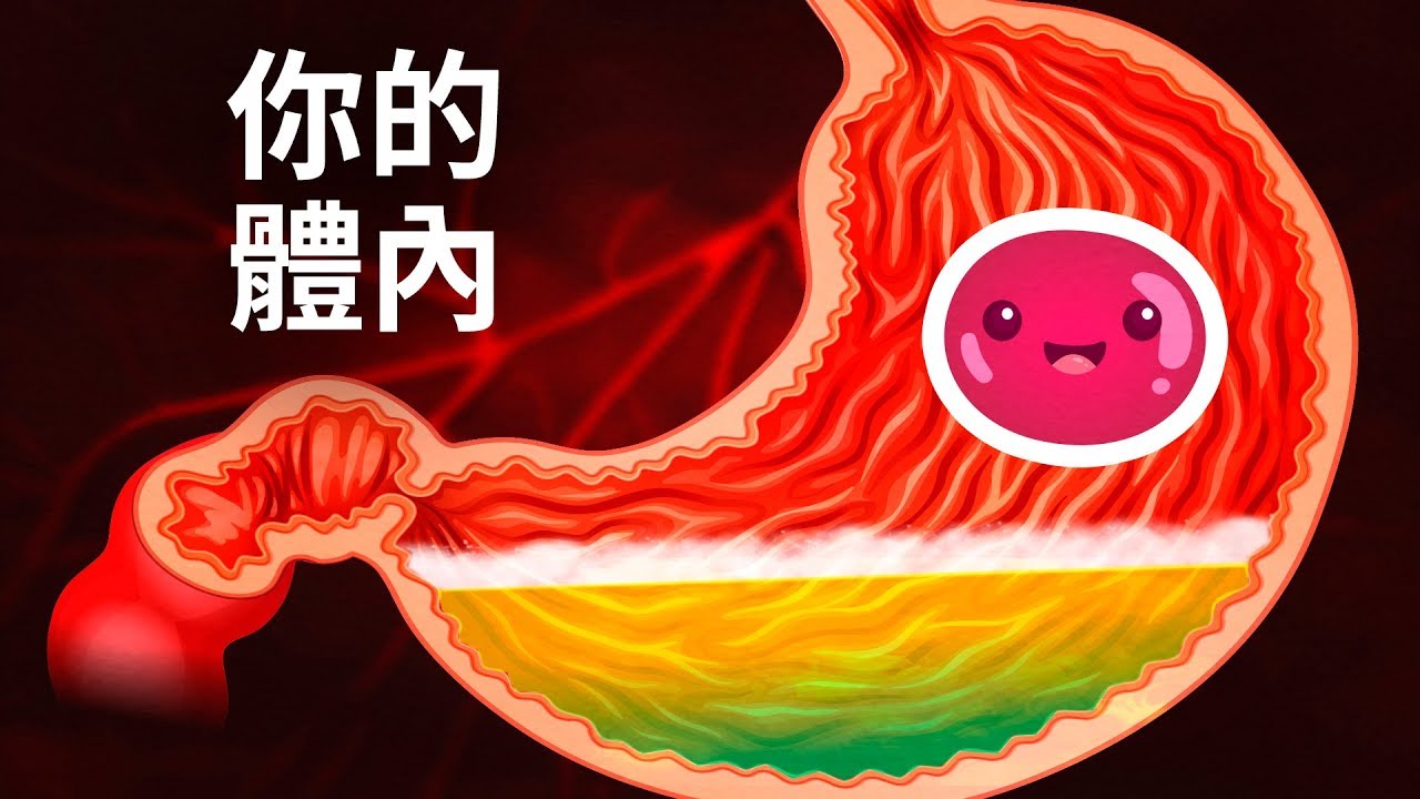 人的體內是什麼樣的呢