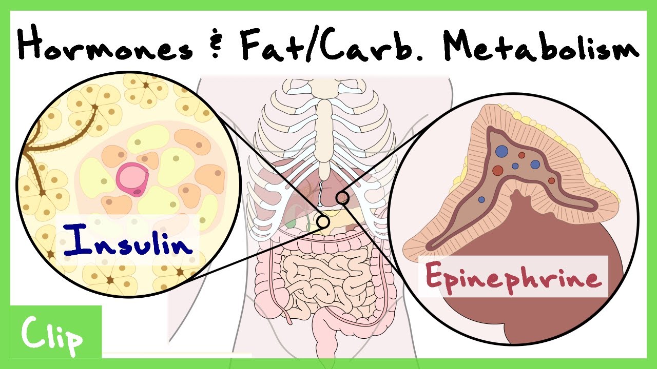 Hormonal Control Of Carb. & Fat Metabolism Explained (Insulin, Glucagon, Epinephrine) | Clip