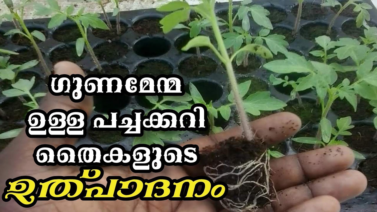 മികച്ച പച്ചക്കറി തൈകൾ എങ്ങനെ ഉത്പാദിപ്പിക്കാം /How to Prepare Quality Seedlings in Propagation Tray