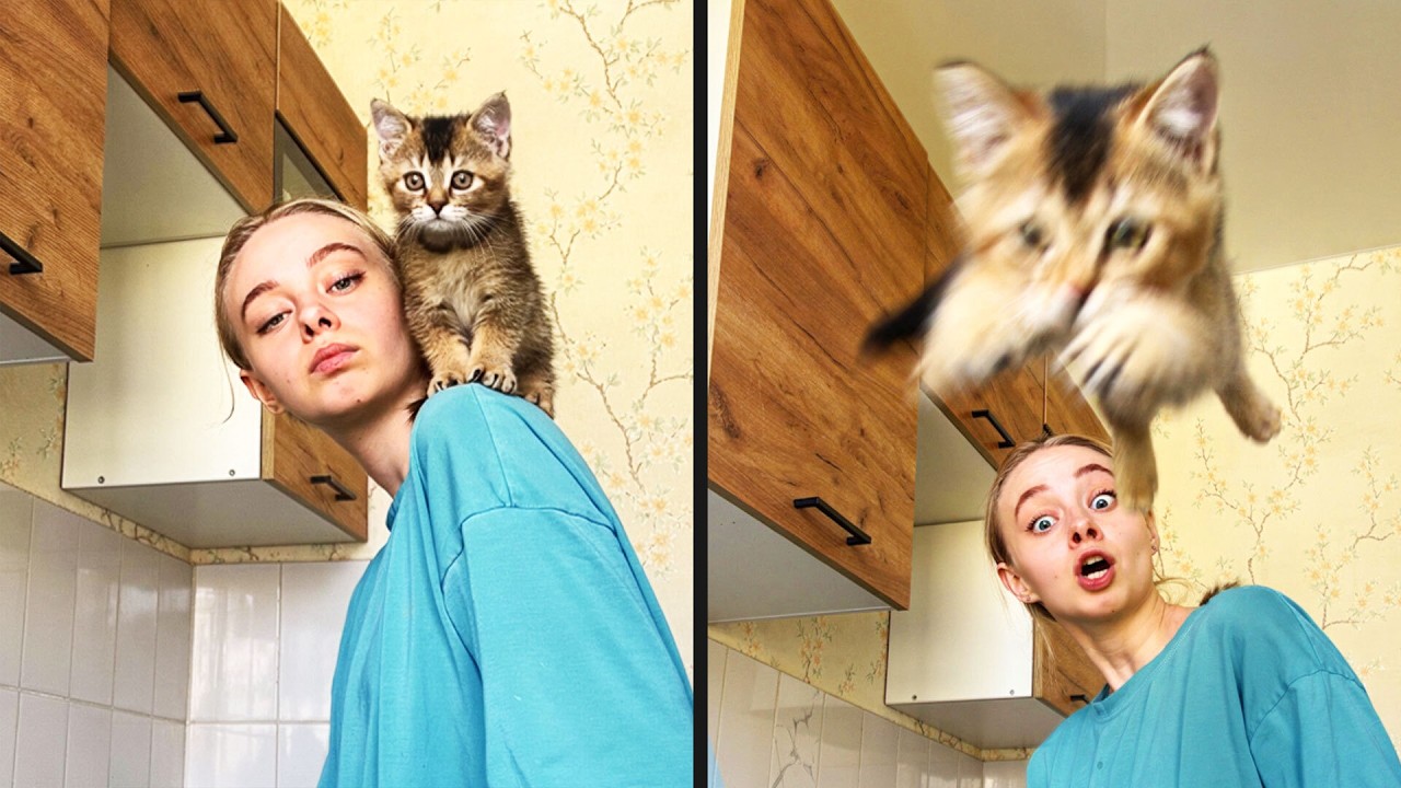 Kitten powiedział &bdquo;nie&rdquo; vlogowaniu