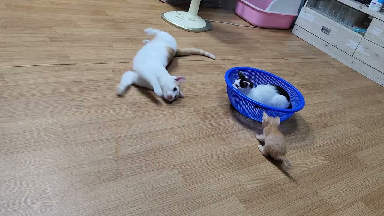 가롱,다롱 이가 어린시절 회상  하면서