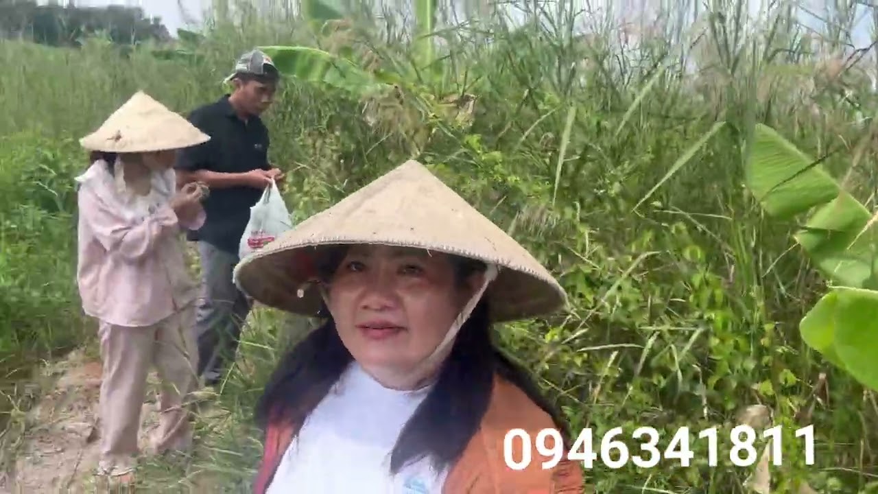 Dẩn bé ly đi hái trái giác về kho cá nâu 