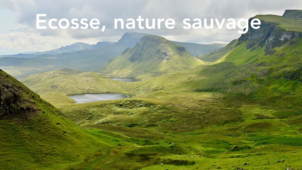 Ecosse, nature sauvage - les oiseaux d'Ecosse
