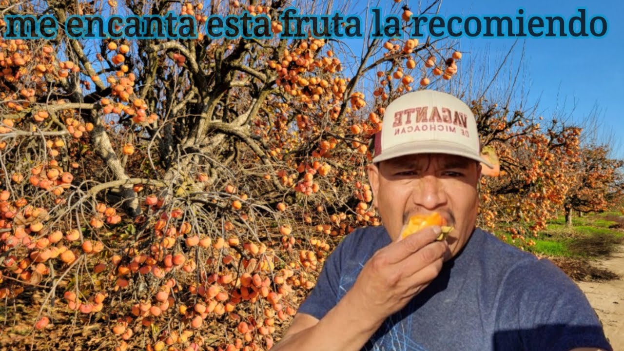 CALIFORNIA CULTIVA ESTA FRUTA EXOTICA LA QUE ATODO MUNDO LEGUSTA YAMADA PERCIMO O KAQUI?