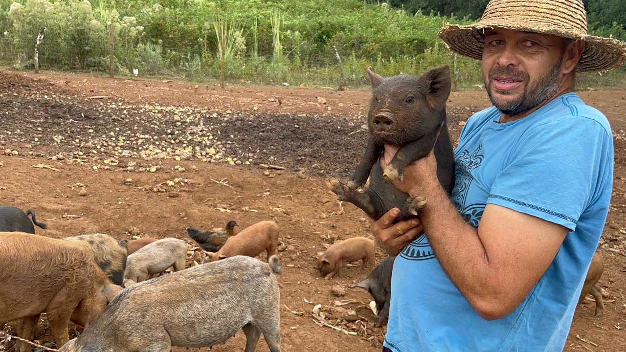 CRIANDO PORCO - COMO CRIAR MELHOR O PORCO CAIPIRA - GUEGÃO