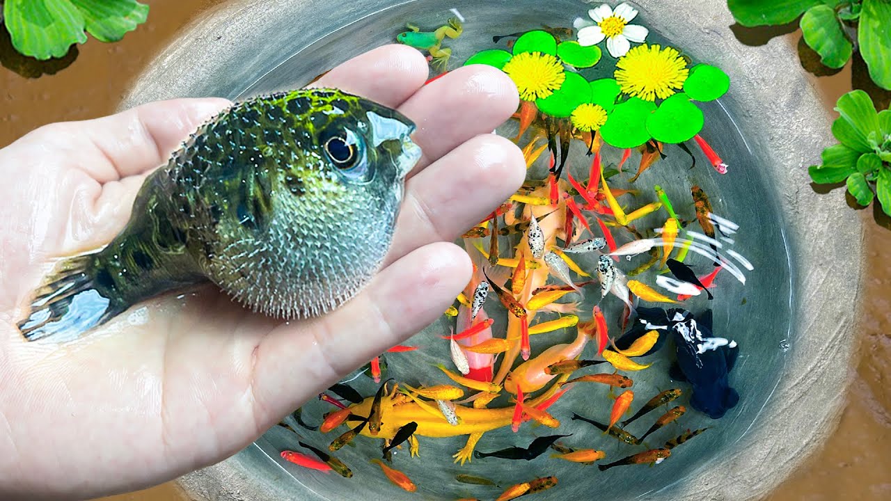 Самая удивительная рыбалка на странную рыбу-собаку в крошечном пруду, махсир, золотистый сом, чер...
