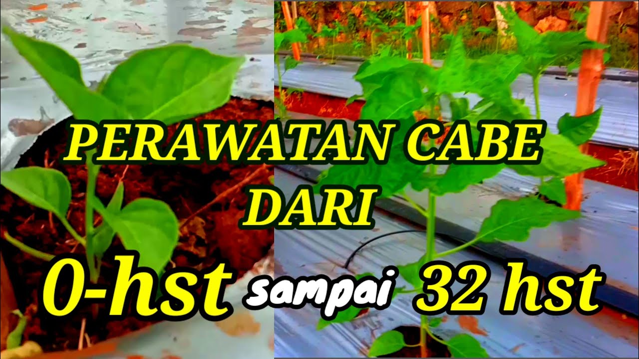 MERAWAT TANAMAN CABE DARI 0 - 32 hst  INI PUPUK DAN PESTISIDA YANG KAMI GUNAKAN