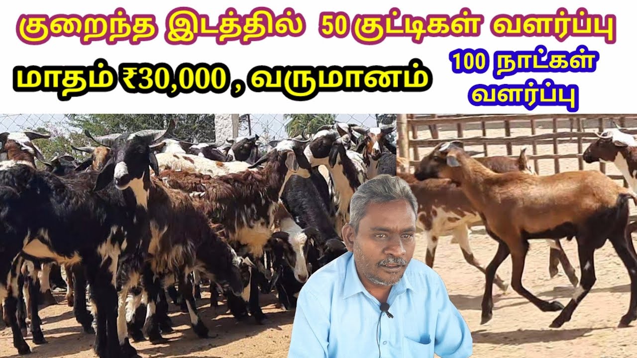 குறைந்த இடத்தில் 50 குட்டிகள் வளர்த்து மாதம் ₹30,000 வருமானம் /மாதம் 5 கிலோ எடை அதிகரிக்கும்