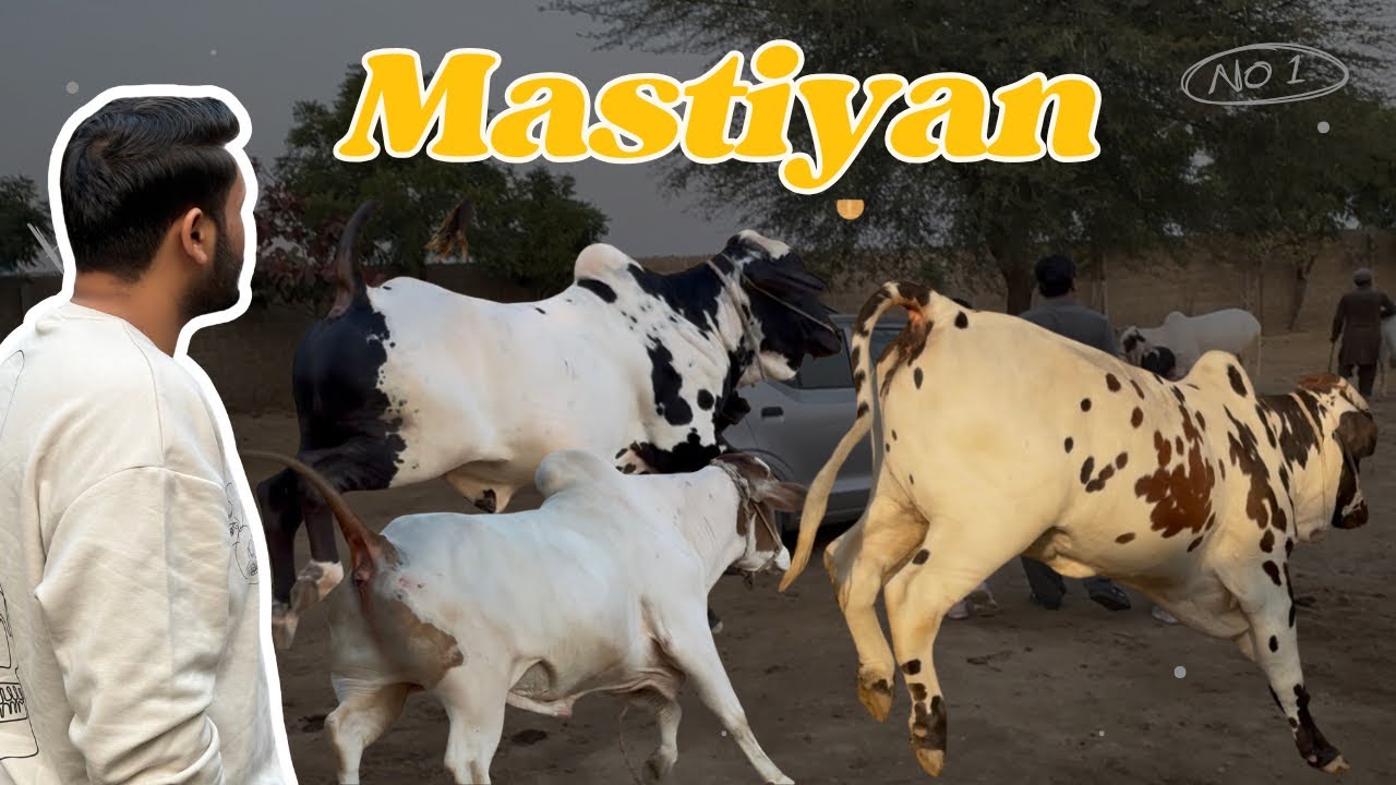 SIBBI Ki Darakht Tor Performance🤯| Janwaron Mai Aya Hua Hai Extra Current😂| Konsy Janwar Sale Huey?
