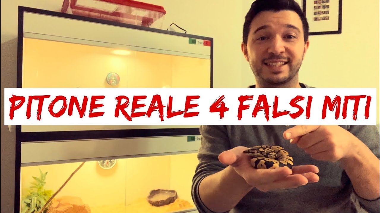 Pitone Reale - 4 falsi miti