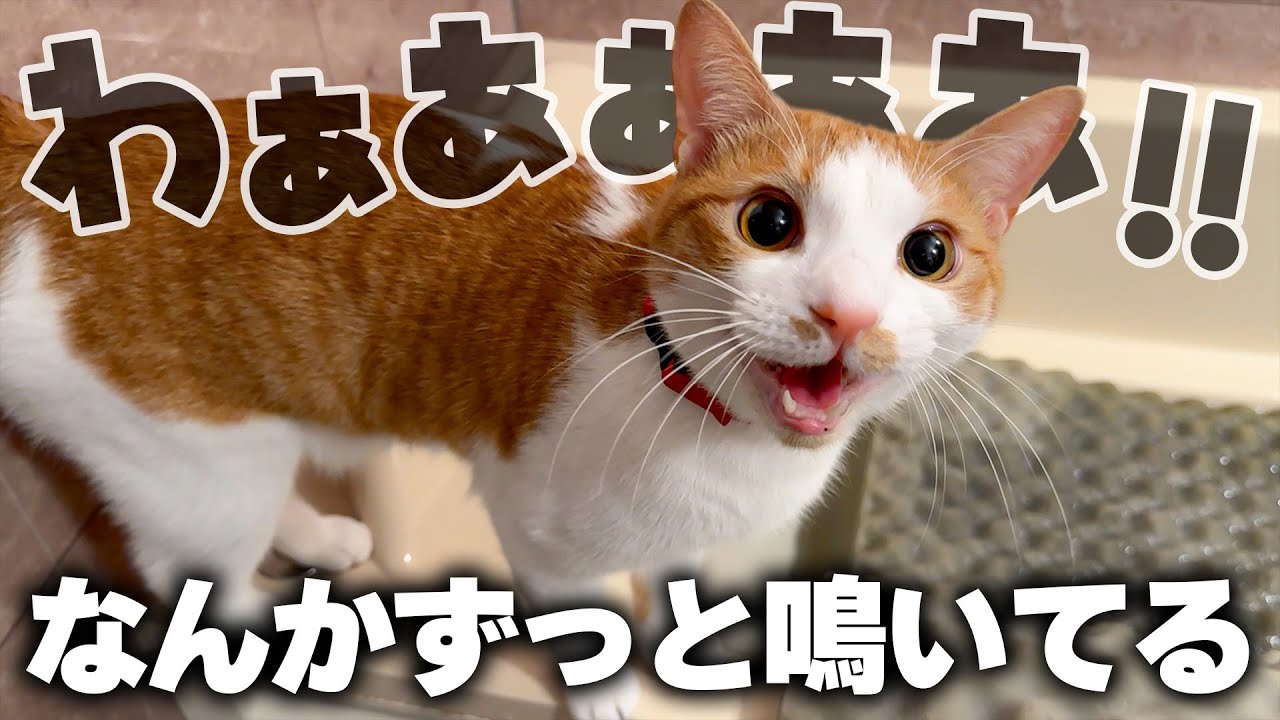 この猫は何をずっと喋っているんだろうか。