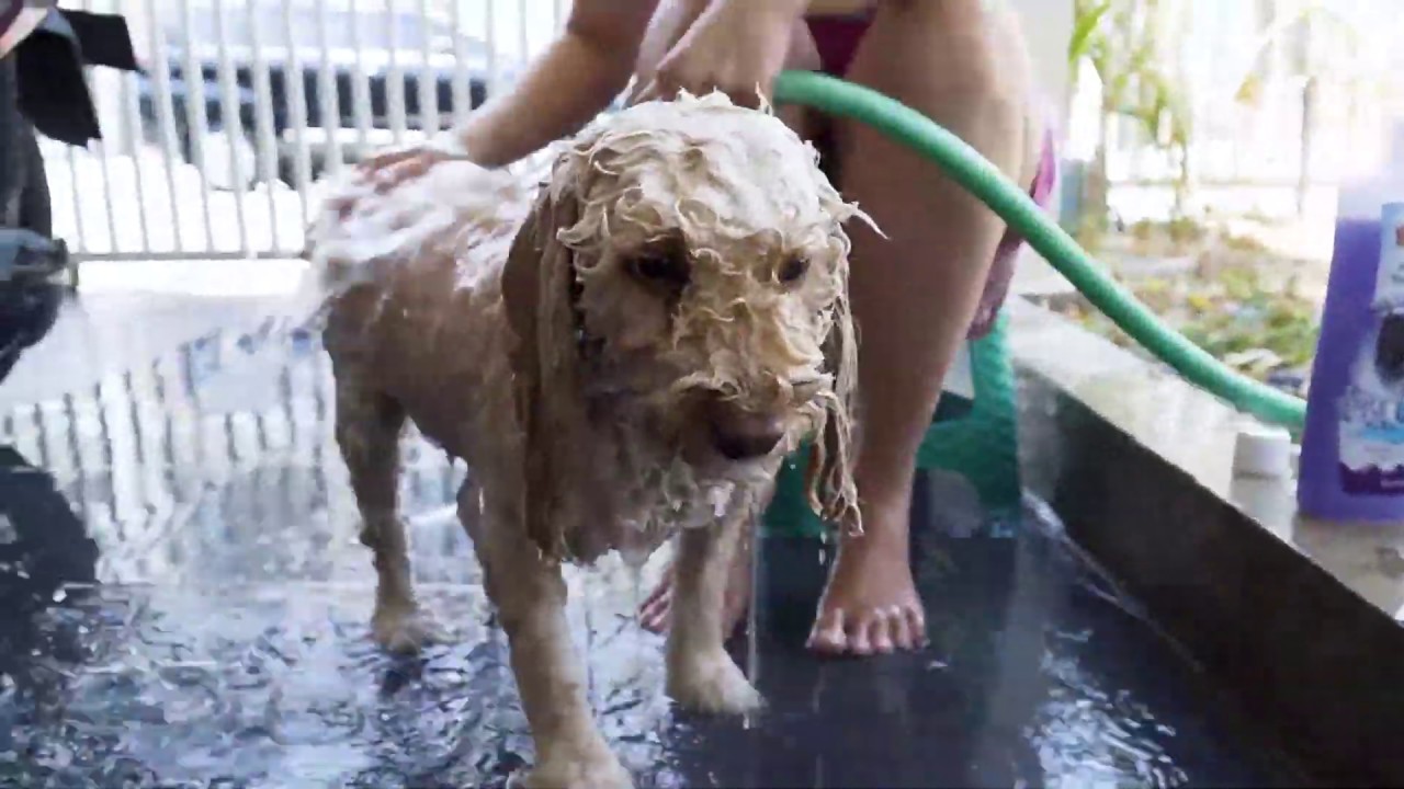 JUANG FAMILY - CARA MEMANDIKAN ANJING POODLE KESAYANGAN