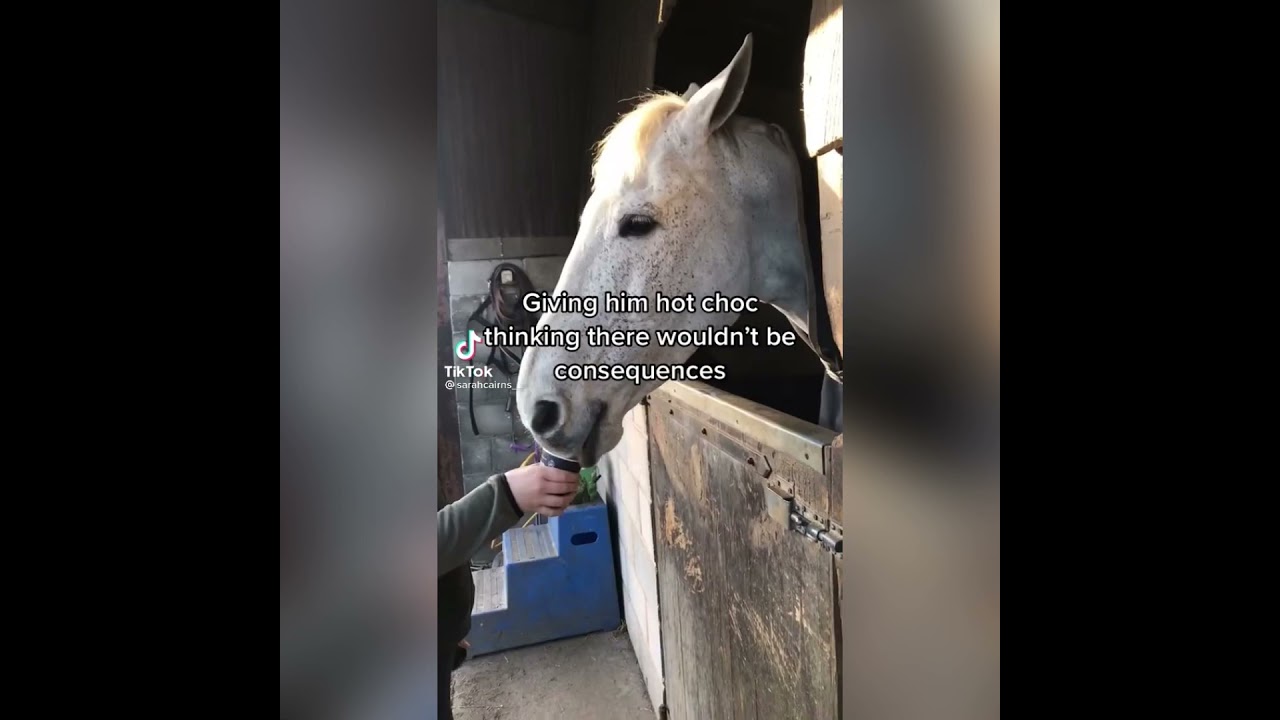 equestrian tiktoks you need to Watch pt.1