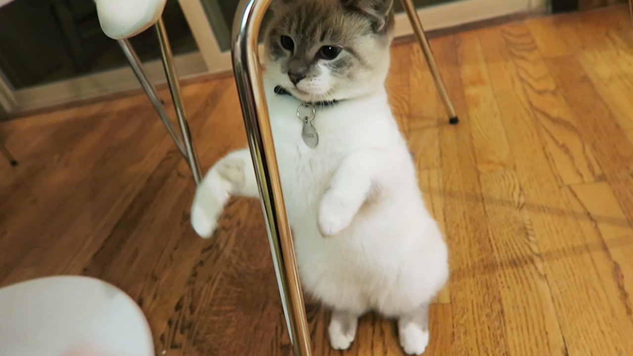 This Cat Is Driving Me Crazy ❄ Vlogmas 2015 (Day 9)