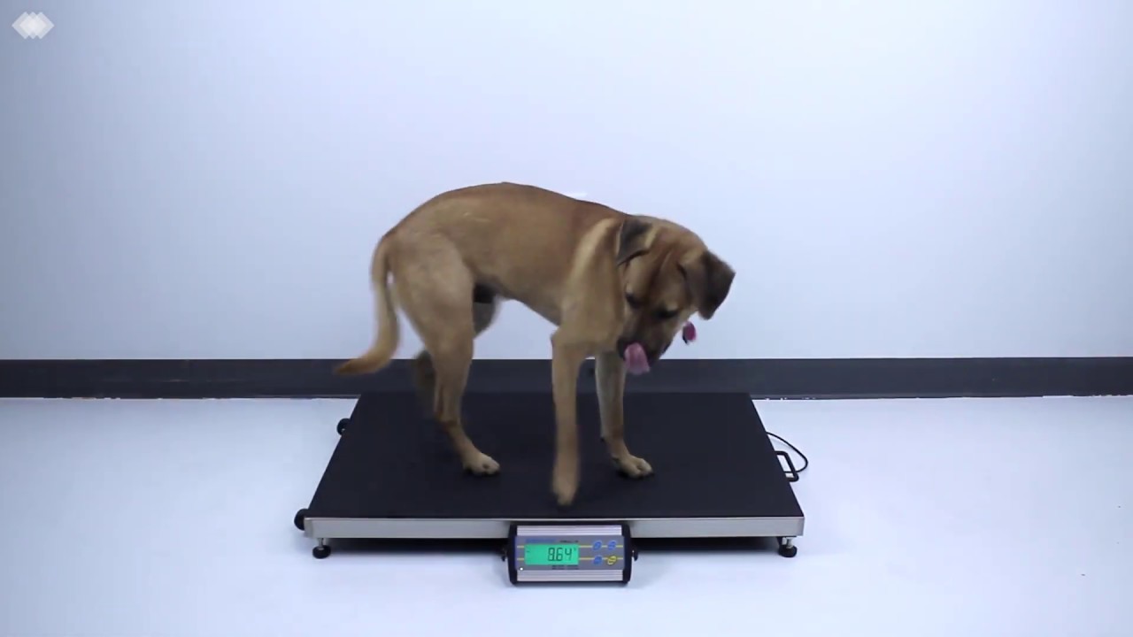 Adam Equipment Floor Scale  75-Lb. Capacity 0.02-Lb. Display Increments Model# CPWPLUS 35L