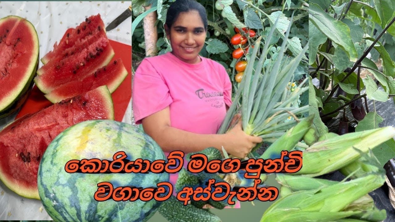 කොරියාවේ මගෙ පුන්චි වගාවෙ අස්වැන්න south koriya govibima🇰🇷🇰🇷🇰🇷🇰🇷💕💕💕#beautiful 