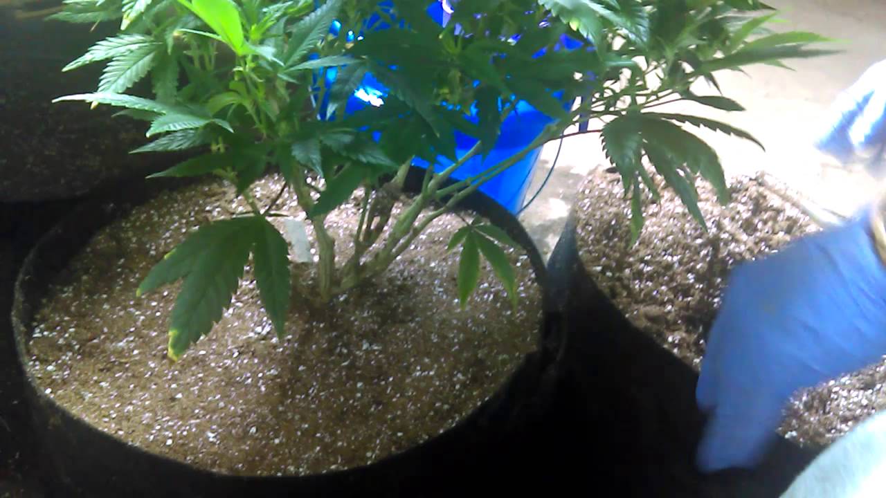 transplant 1 gallon into 7 gallon
