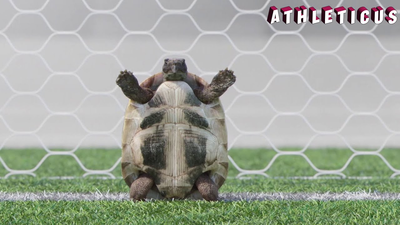 The best goalkeeper ⚽ Athleticus | Sport animals | Cartoon in English
