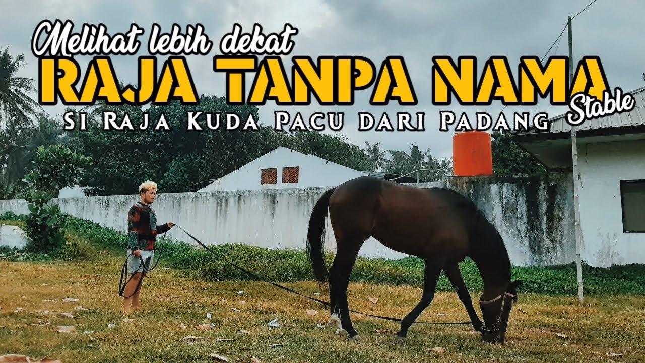 Melihat lebih dekat Kuda Raja Tanpa Nama || Si Raja kuda Pacu dari padang Panjang
