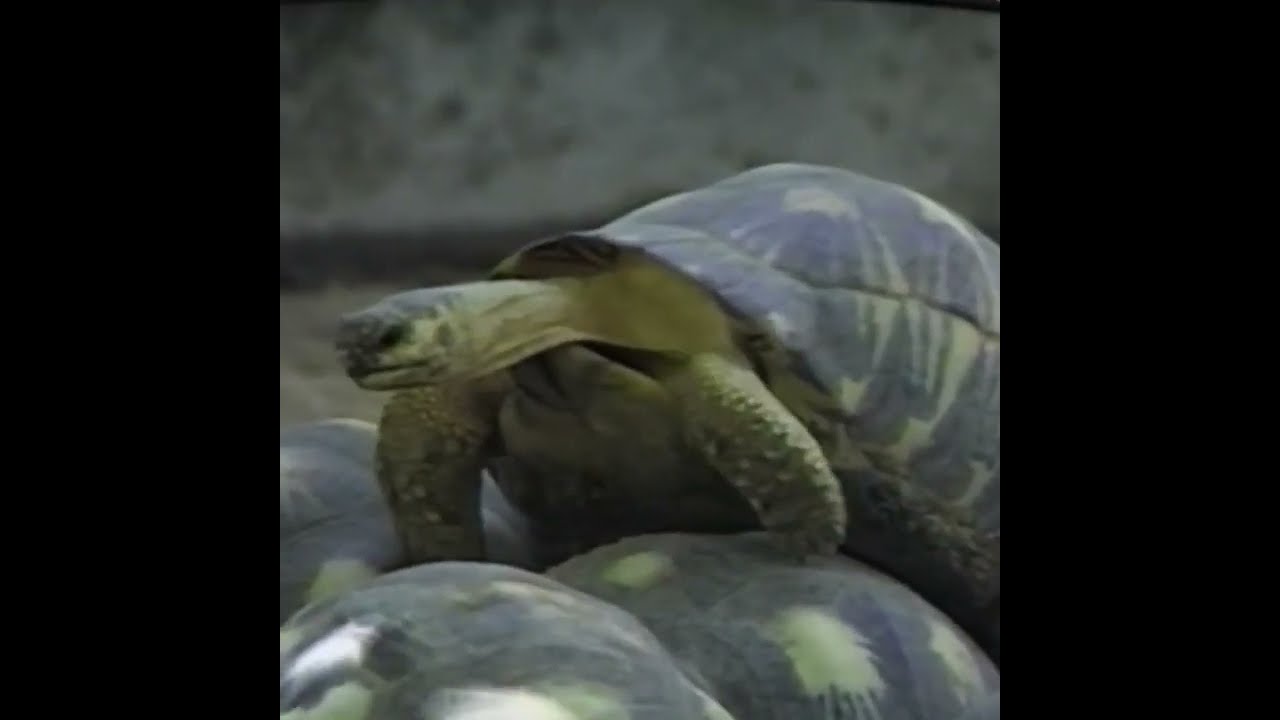À la rencontre d’un éleveur de tortues de terre (1985) - Archives Réunion 1ère