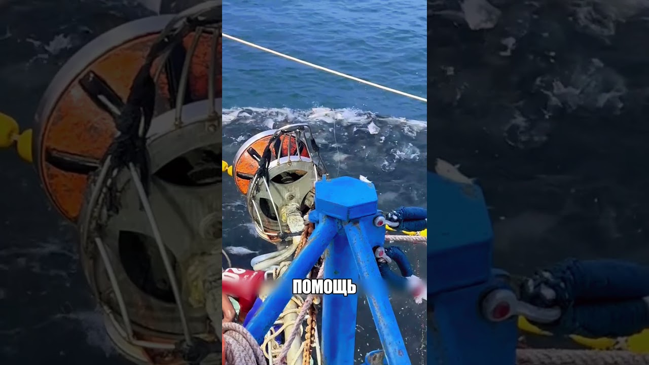Тень в ОКЕАНЕ напугала всех 😱🌊🐋