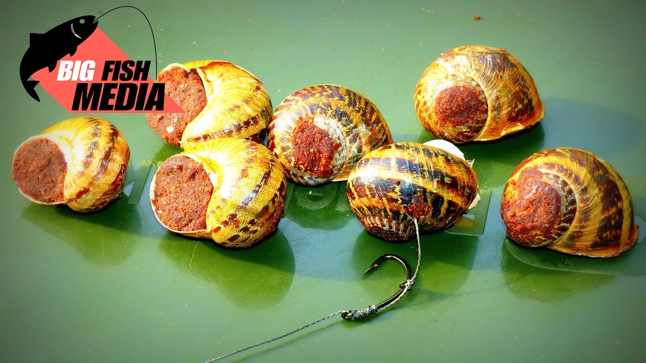 Karpfenangeln - Alternative zu Boilies - Teig im Schneckenhaus