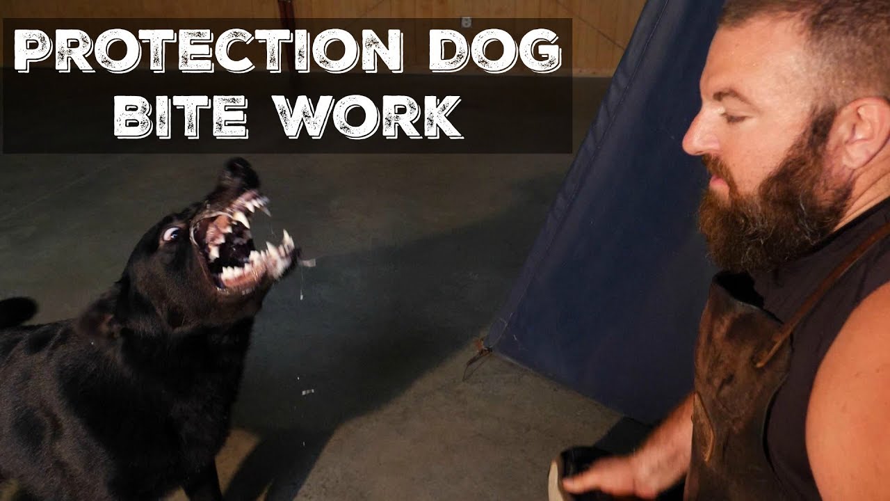 Amazing Protection Dog Bite Work Compilation 2018 K9 Security Home Executive Level Training