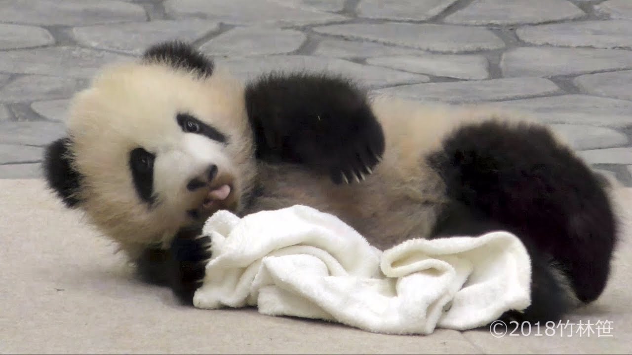 【タオルだいすき!?✨】🐼彩浜ちゃん🌈タオルもふもふ✨【赤ちゃんパンダ】　Giant Panda Baby -Saihin-☆towel✨