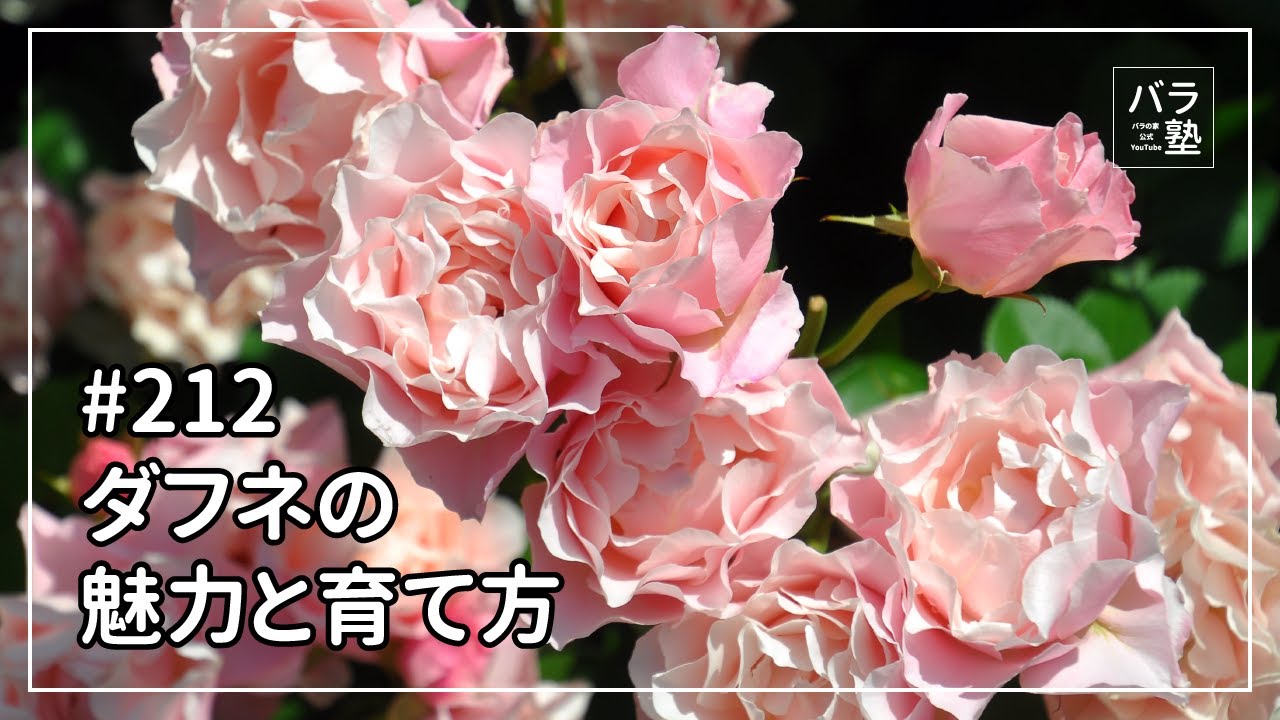 #212 ダフネの魅力と育て方
