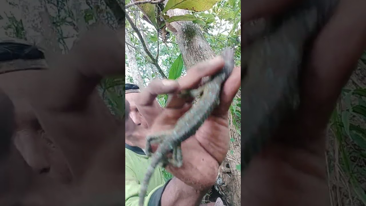 toke tungak kayu jati poin 4 #jejakpetualang #alamliar #gecko