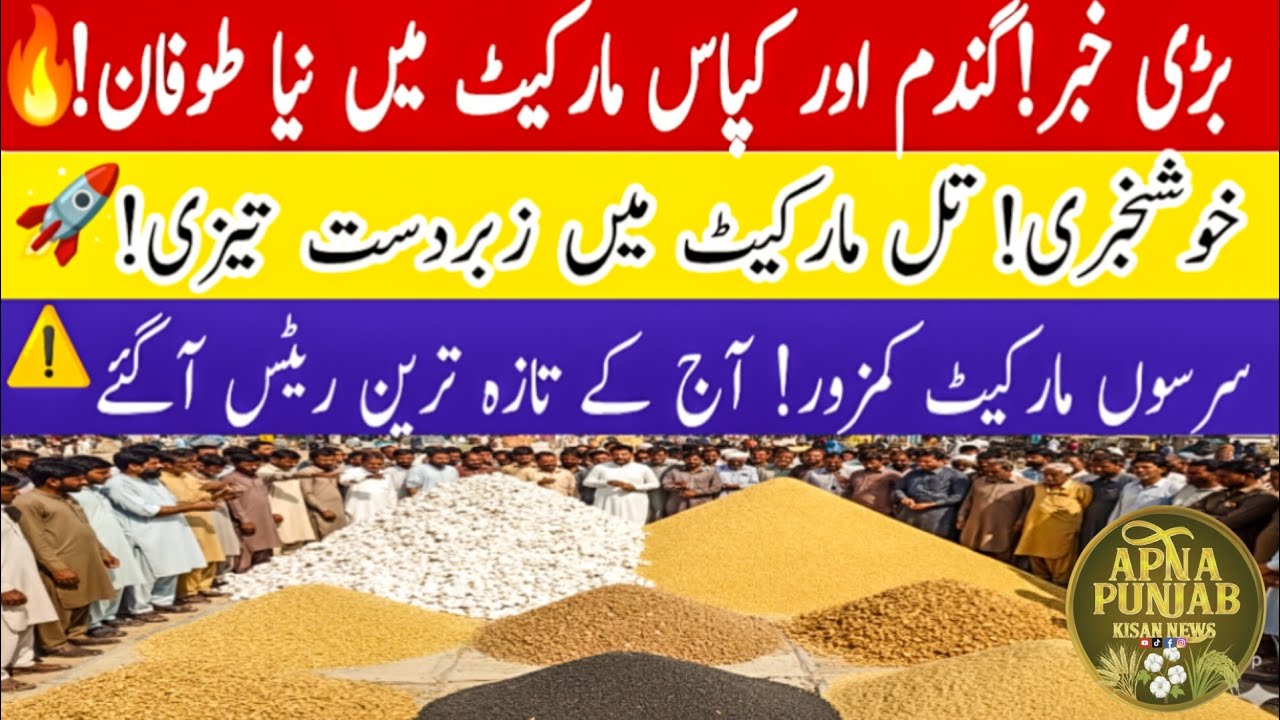 Today Wheat Price in Punjab 2026 // Munji, Maize, Till, Sarson, Cotton // Galla Mandi Rate Today 