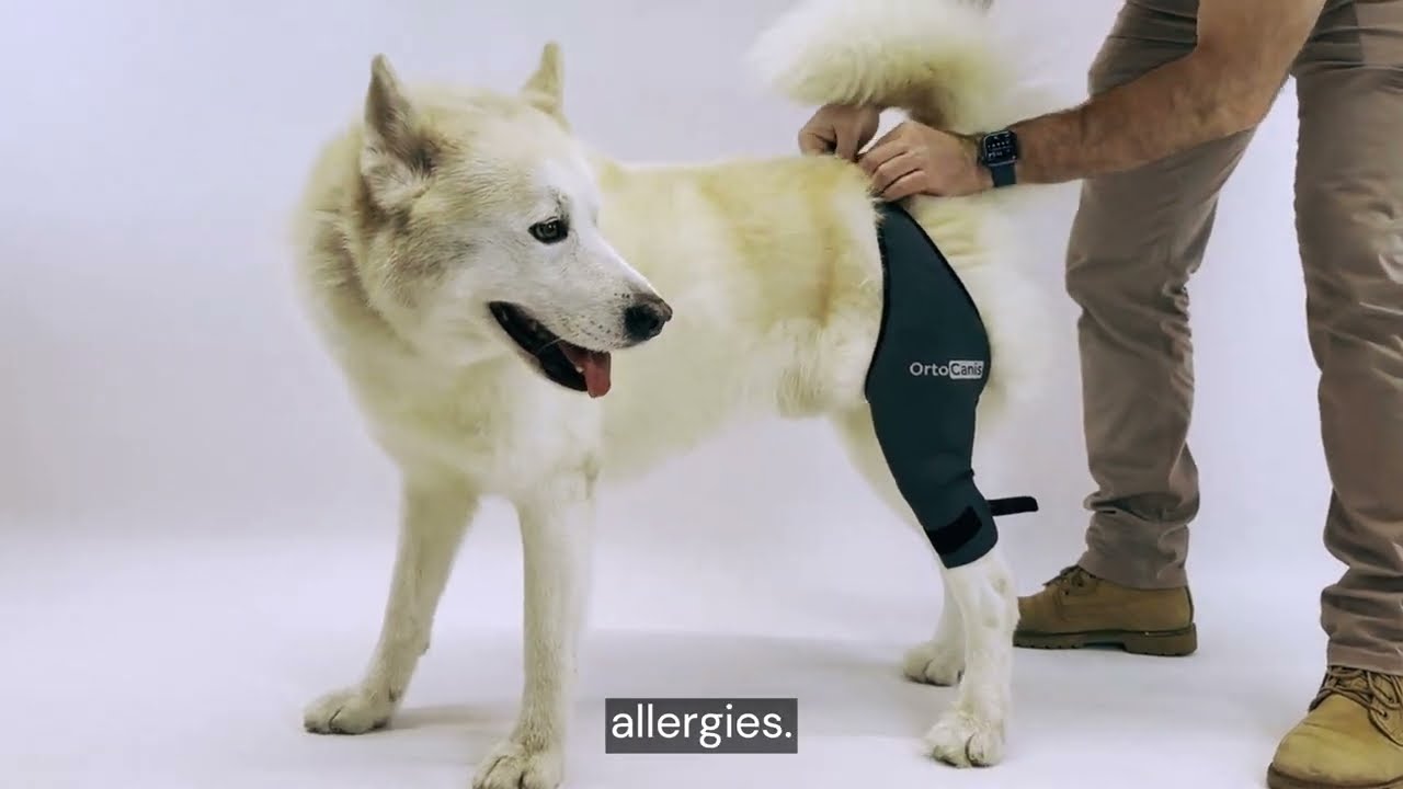✅Dog knee brace Ortocanis | helps dogs with limping | joint pain | osteoarthritis cruciate ligament