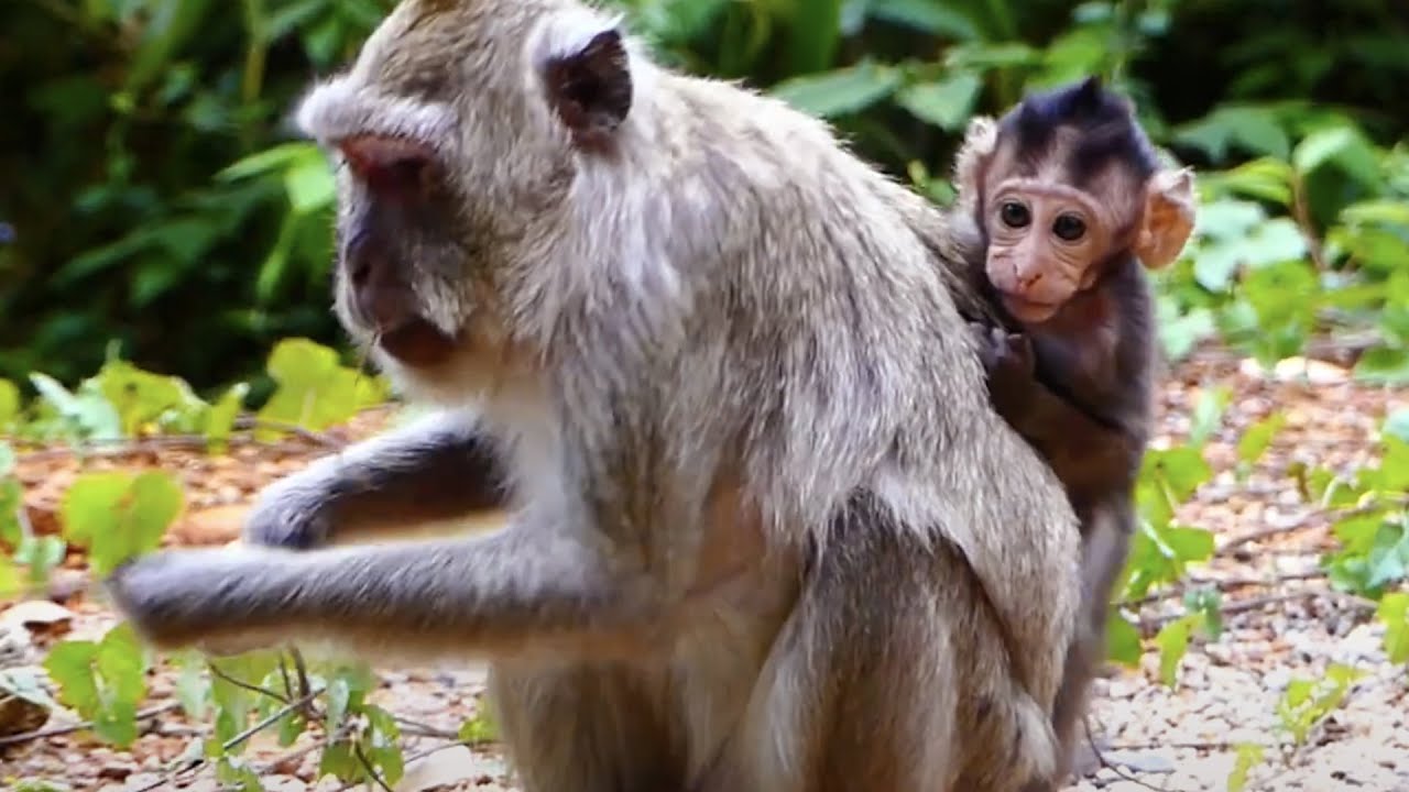 Nice activity monkey mom Vegas and her baby monkey !