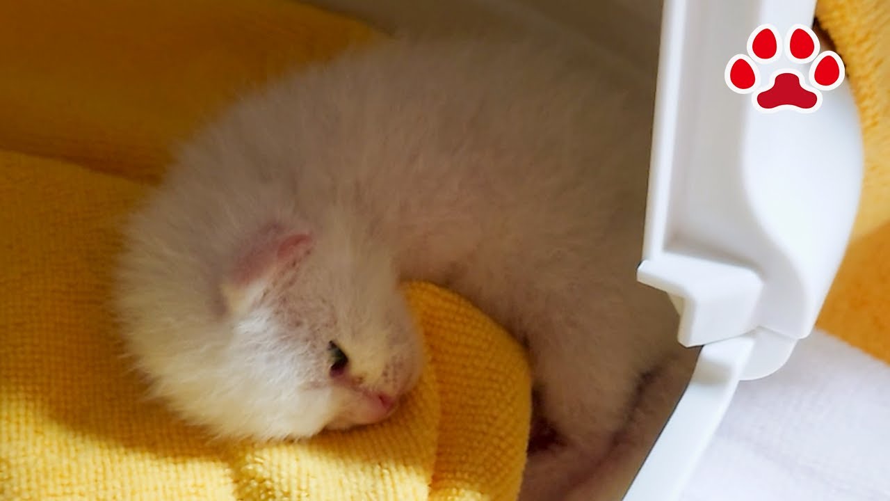 День 6. Котенок на карантине. День, когда не двигался с открытыми глазами.