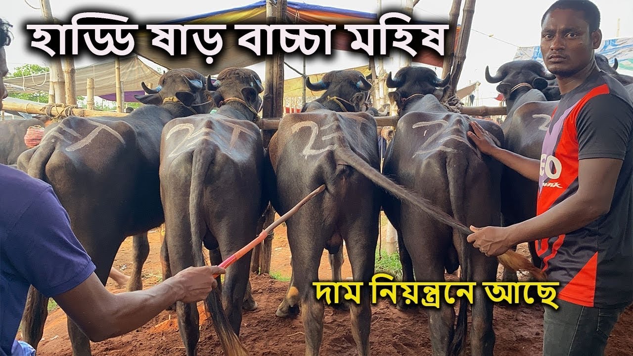 দাম কমে হাড্ডি ষাড় বাচ্চা মহিষ | ২০ই অক্টোবর রবিবার | রাজশাহী সিটি হাট
