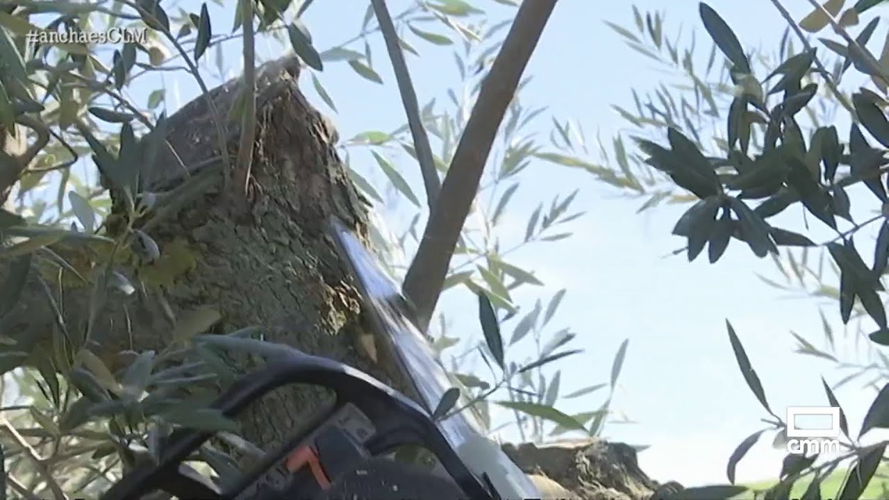 Estamos en plena temporada de poda del olivo | Ancha es Castilla-La Mancha
