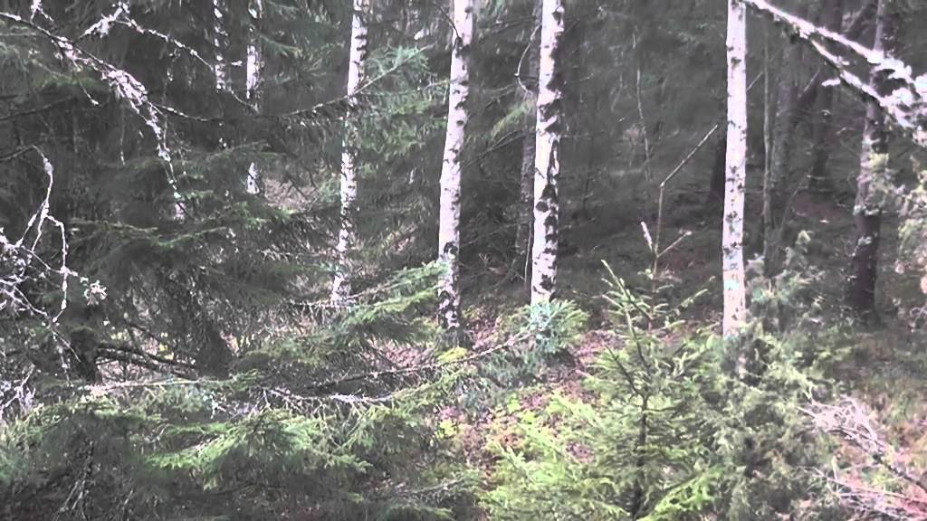 Schillerstøveren Cora jager hare i ung alder.