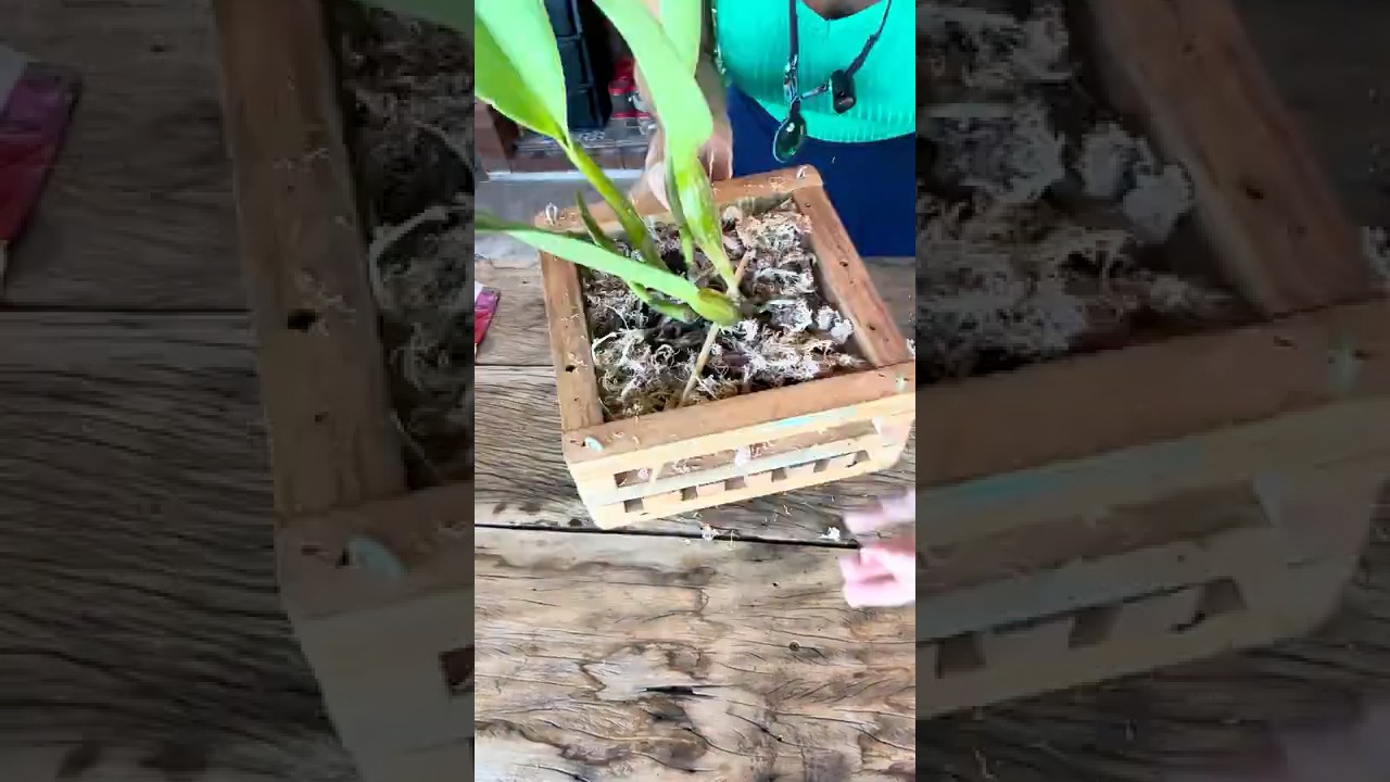 Como plantar um orqu&iacute;dea Cattleya no cachepo de madeira. #Fortirriza #aduboorganico #orquidea