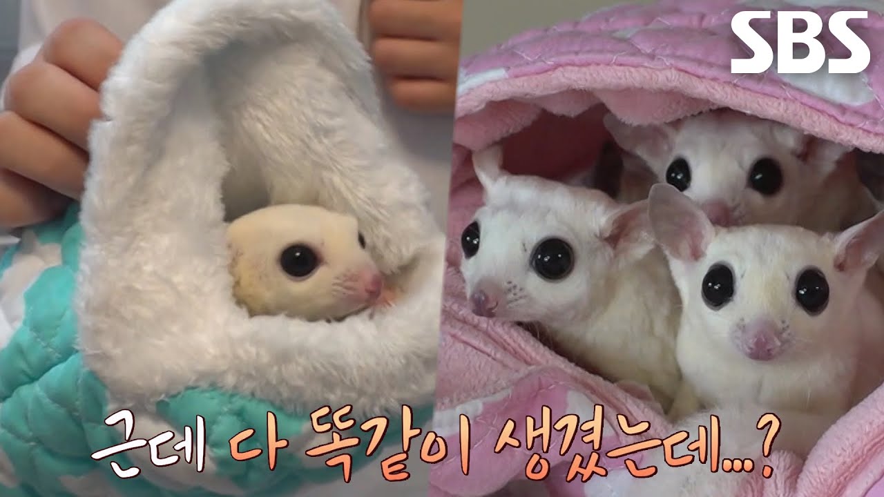 엄청난 귀여움 자랑하는 ‘슈가글라이더’ 대가족 공개★