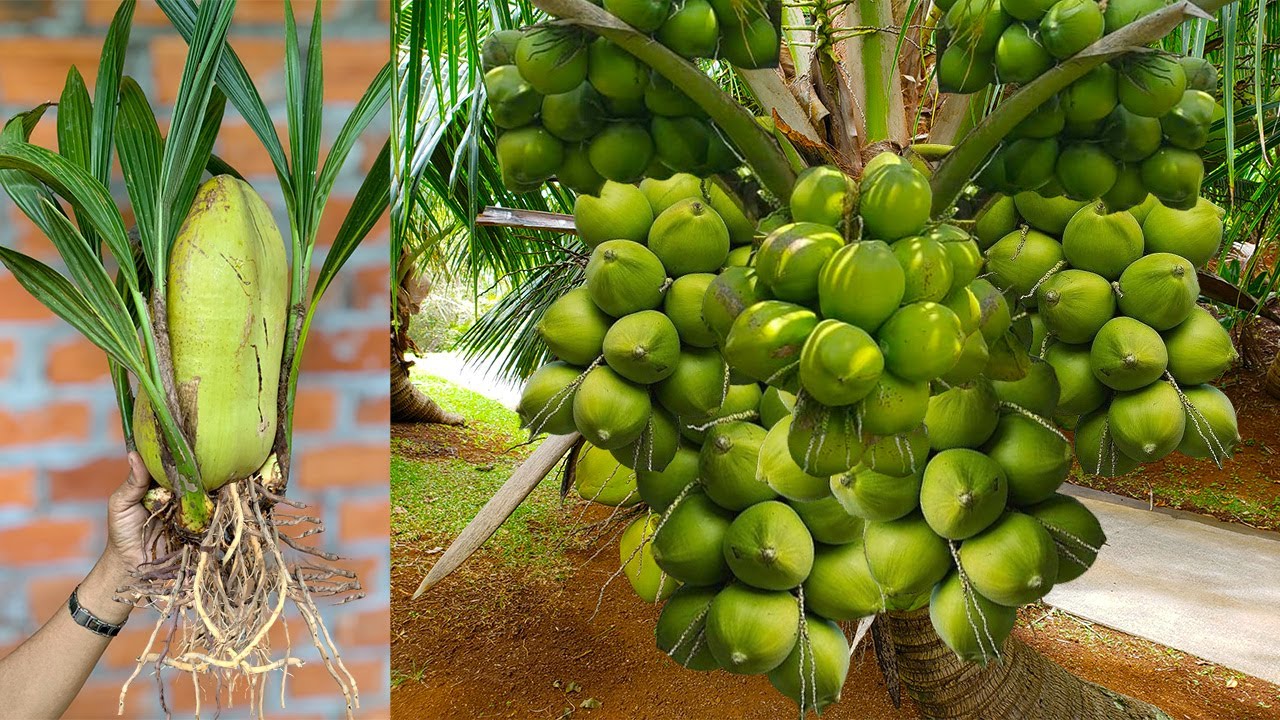Best Techniques : Unlock the Secret to Perfect Coconut Grafting | How to grow coconuts